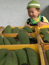 アロエちゃん(アロエベラ乳酸飲料)200mlx16本