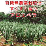 アロエベラ野草酵素900mlx1本